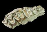 Oreodont (Merycoidodon) Jaw Section - South Dakota #136030-1